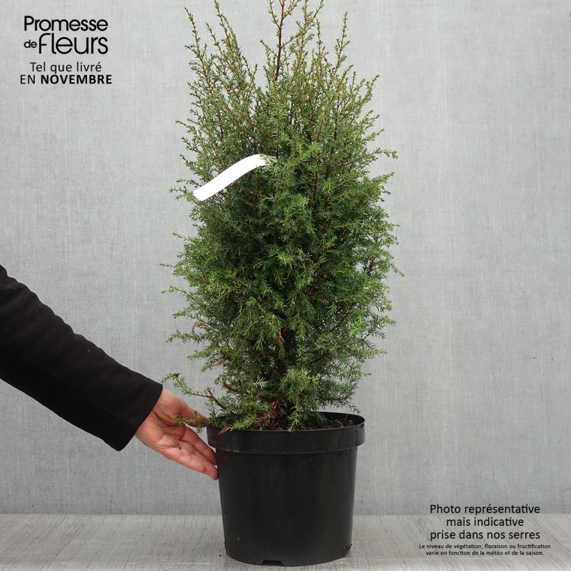 Esemplare di Juniperus communis Hibernica - Ginepro comune Vaso da 7,5L/10L come consegnato in autunno