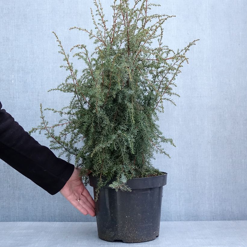 Juniperus communis Hibernica - Ginepro comune Vaso da 7,5L/10L esemplare consegnato in inverno