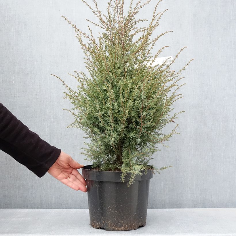 Juniperus communis Hibernica - Ginepro comune Vaso da 7,5L/10L esemplare consegnato in primavera