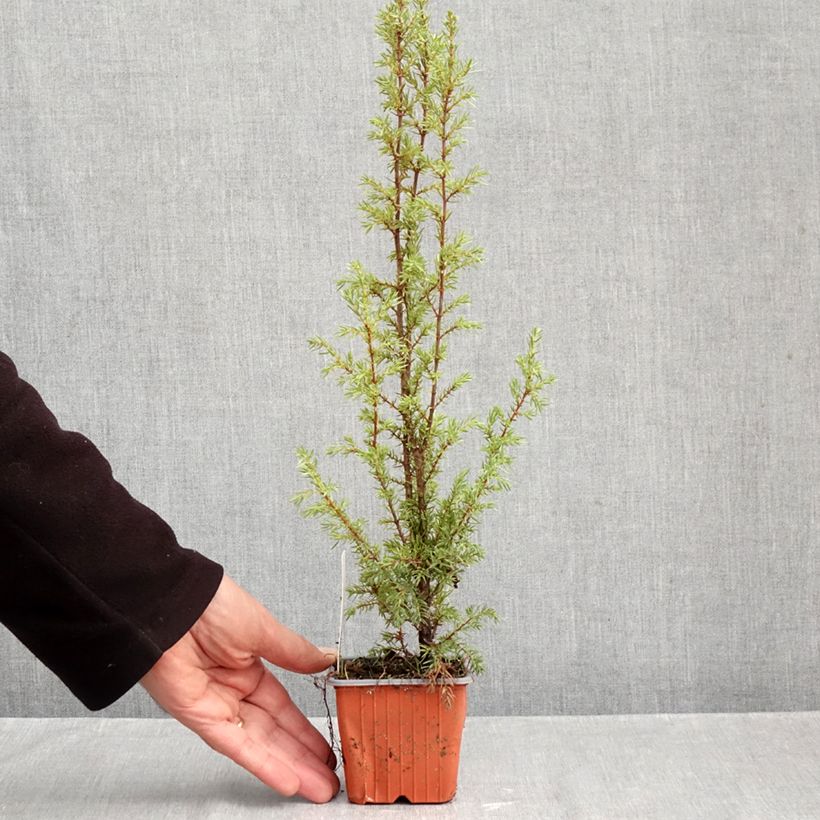 Esemplare di Juniperus communis Hibernica - Ginepro comune Vasetto da 8/9 cm come consegnato in autunno