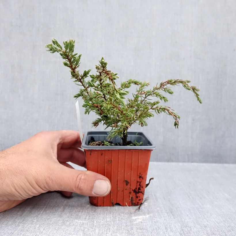 Esemplare di Juniperus communis Repanda - Ginepro comune Vasetto da 8/9 cm come consegnato in autunno
