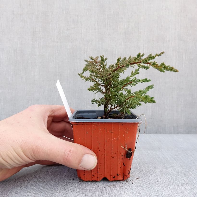 Juniperus communis Repanda - Ginepro comune Vasetto da 8/9 cm esemplare consegnato in inverno
