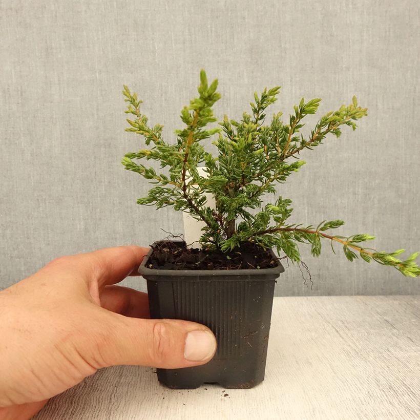 Juniperus communis Repanda - Ginepro comune Vasetto da 8/9 cm esemplare consegnato in primavera