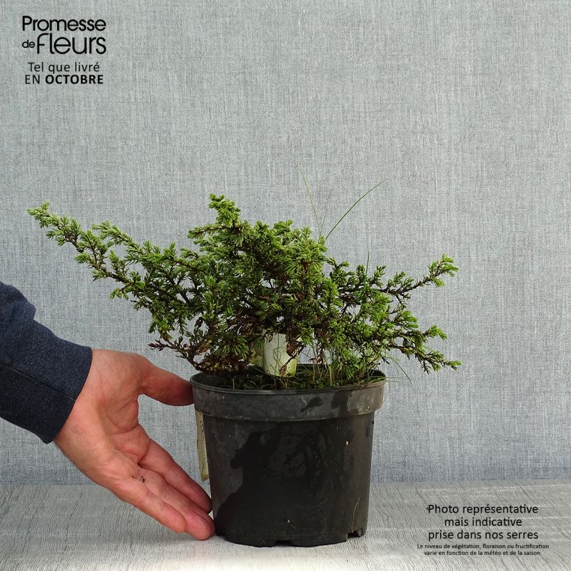 Esemplare di Juniperus communis Repanda - Ginepro comune Vaso da 2L/3L come consegnato in autunno