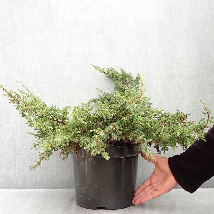 Esemplare di Juniperus communis Repanda - Ginepro comune Vaso da 7,5L/10L come consegnato in autunno