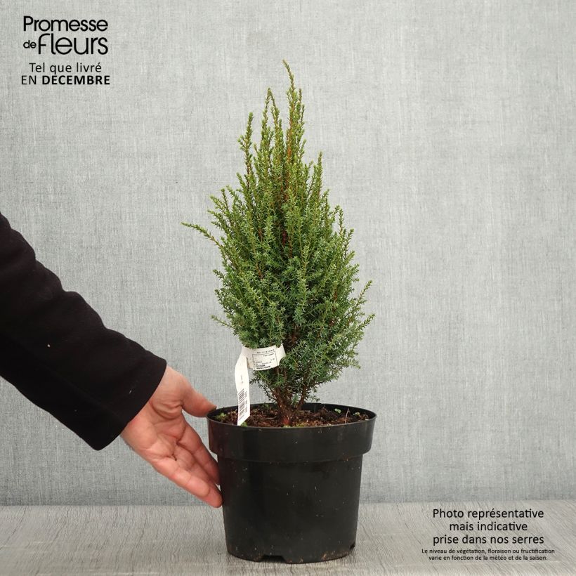 Esemplare di Juniperus communis Compressa - Ginepro comune Vaso da 2L/3L come consegnato in autunno