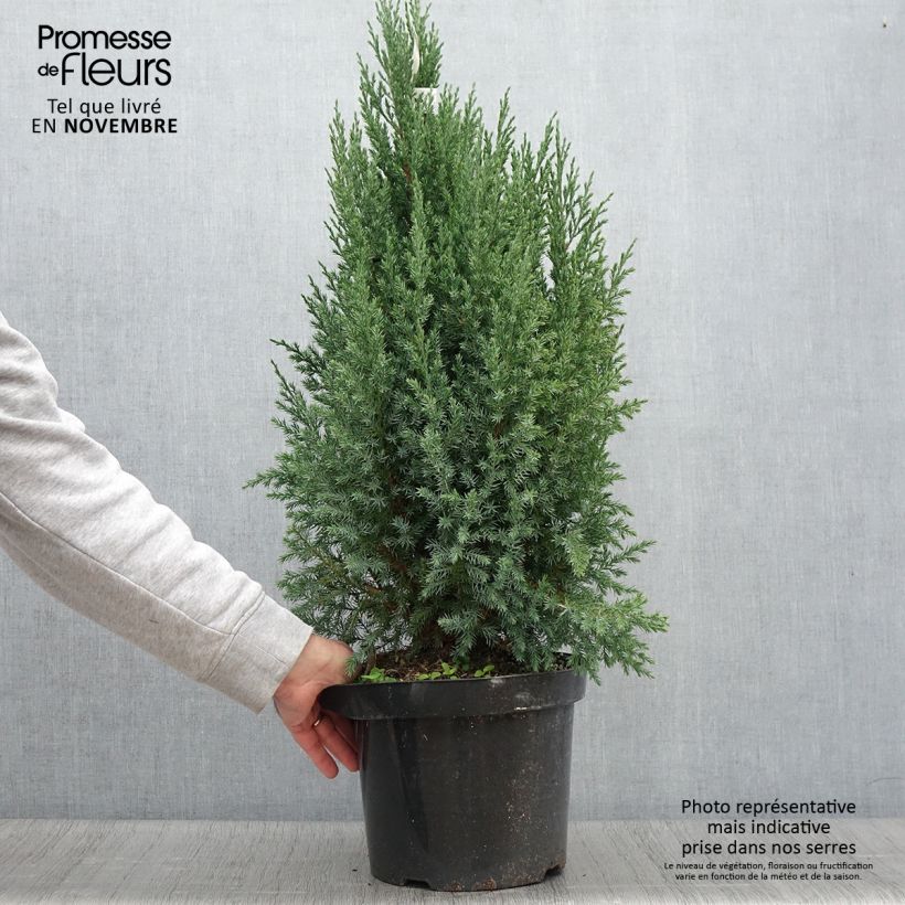 Esemplare di Juniperus chinensis Stricta - Ginepro cinese Vaso da 7,5L/10L come consegnato in autunno