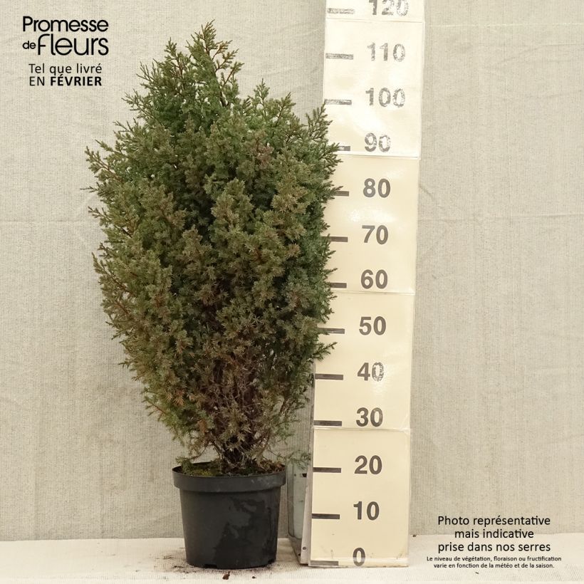 Juniperus chinensis Stricta - Ginepro cinese Vaso da 7,5L/10L esemplare consegnato in inverno