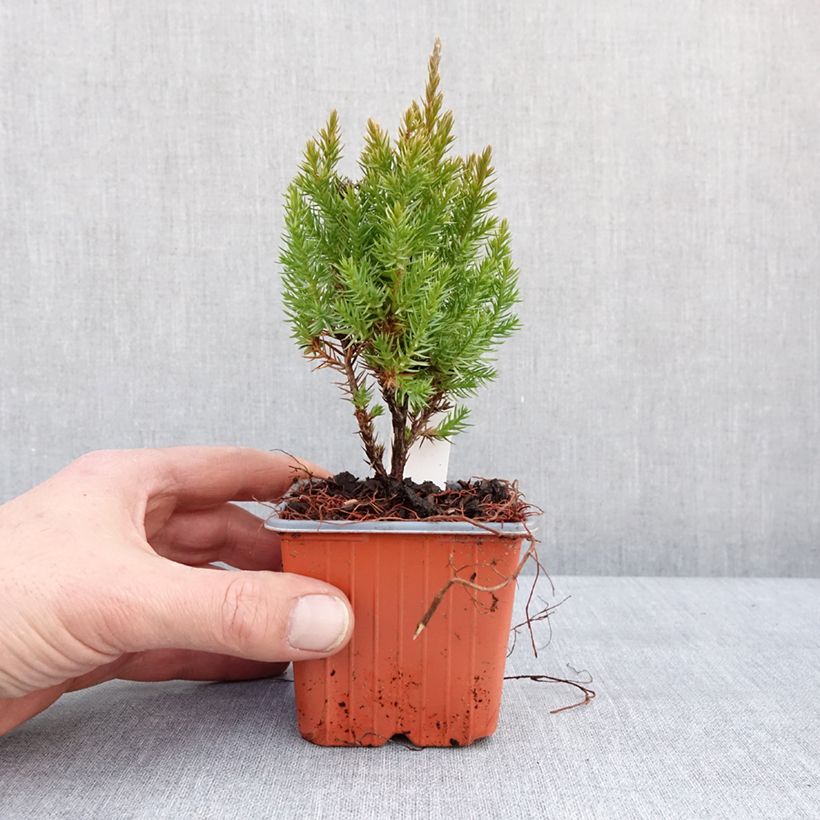 Juniperus chinensis Stricta - Ginepro cinese Vasetto da 8/9 cm esemplare consegnato in inverno