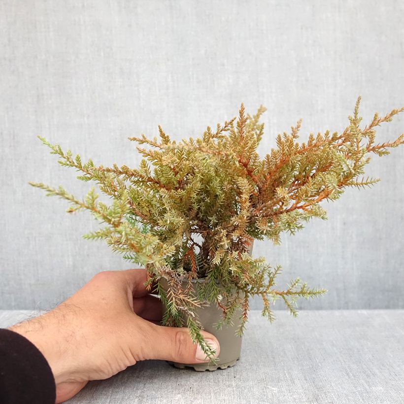 Esemplare di Juniperus pfitzeriana Compacta - Ginepro Vasetto da 8/9 cm come consegnato in autunno