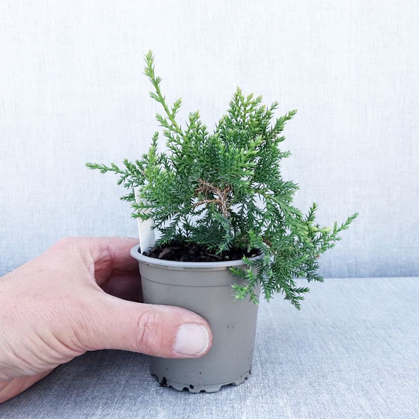 Juniperus pfitzeriana Compacta - Ginepro Vasetto da 8/9 cm esemplare consegnato in primavera