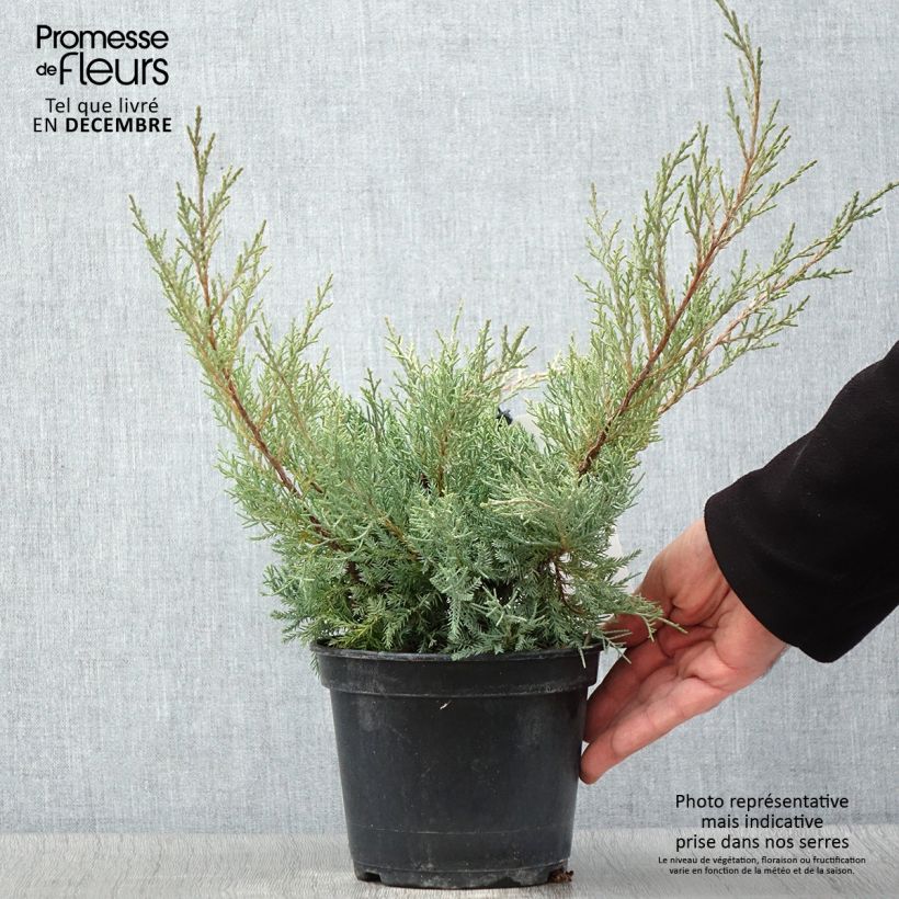 Esemplare di Juniperus pfitzeriana Glauca - Ginepro Vaso da 2L/3L come consegnato in autunno