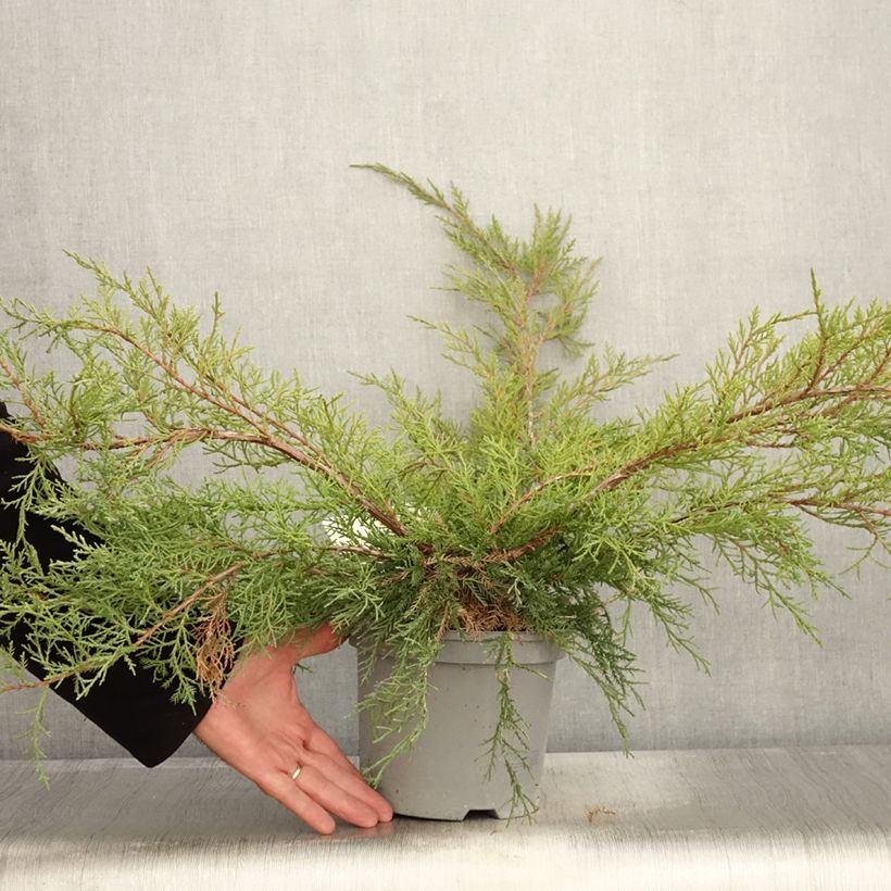 Esemplare di Juniperus media Pfitzeriana - Ginepro Vaso da 2L/3L come consegnato in autunno