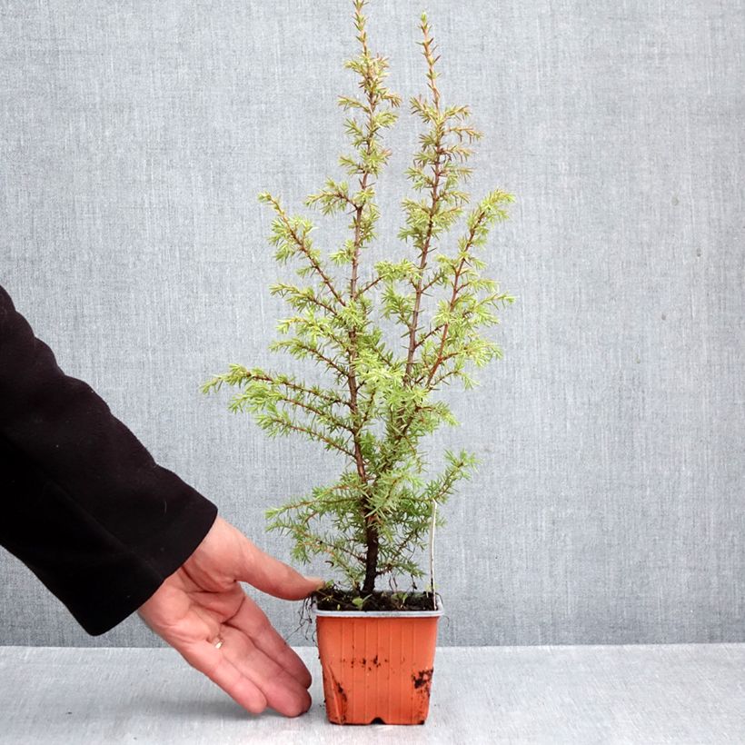Esemplare di Juniperus communis Suecica - Ginepro comune Vasetto da 8/9 cm come consegnato in autunno
