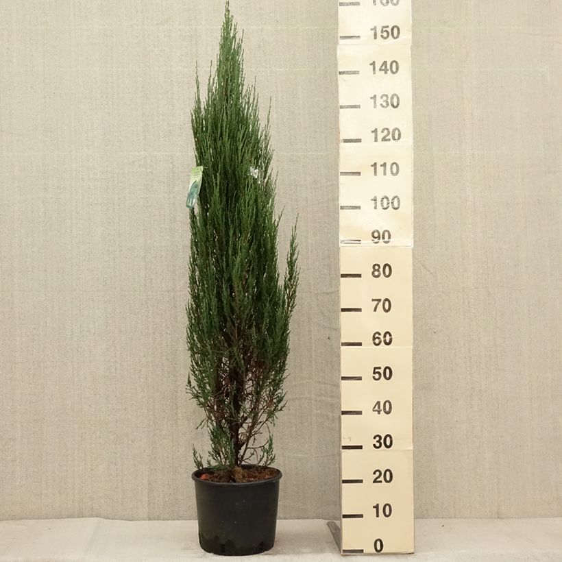Esemplare di Juniperus scopulorum Blue Arrow - Ginepro Vaso da 6L/7L come consegnato in autunno