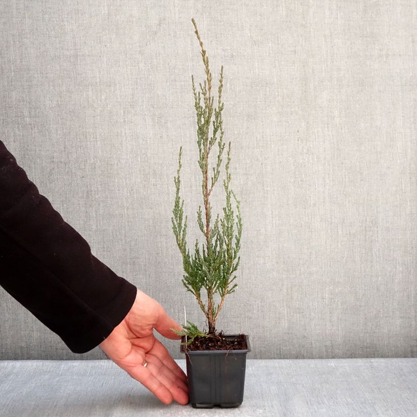 Juniperus scopulorum Blue Arrow - Ginepro Vasetto da 8/9 cm esemplare consegnato in inverno