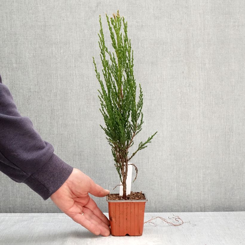 Juniperus scopulorum Blue Arrow - Ginepro Vasetto da 8/9 cm esemplare consegnato in primavera