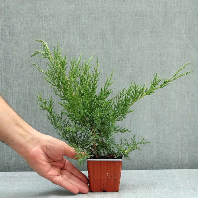 Esemplare di Juniperus virginiana - Ginepro Vasetto da 8/9 cm come consegnato in autunno