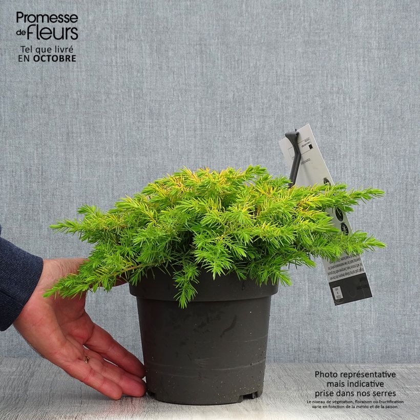 Esemplare di Juniperus conferta All Gold - Ginepro Vaso da 2L/3L come consegnato in autunno