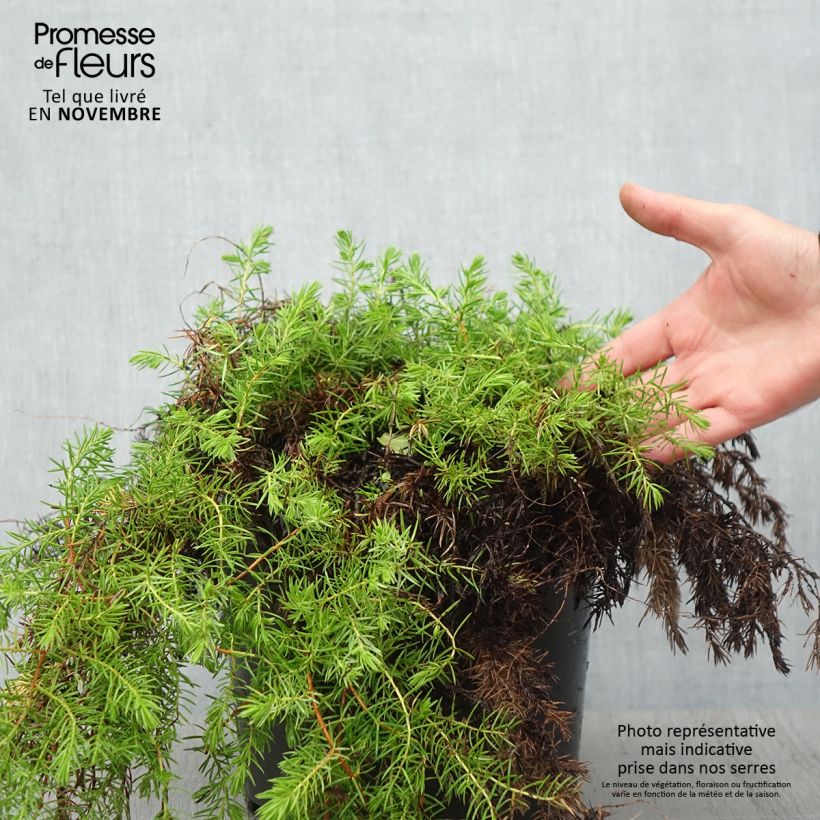 Esemplare di Juniperus conferta All Gold - Ginepro Vaso da 7,5L/10L come consegnato in autunno