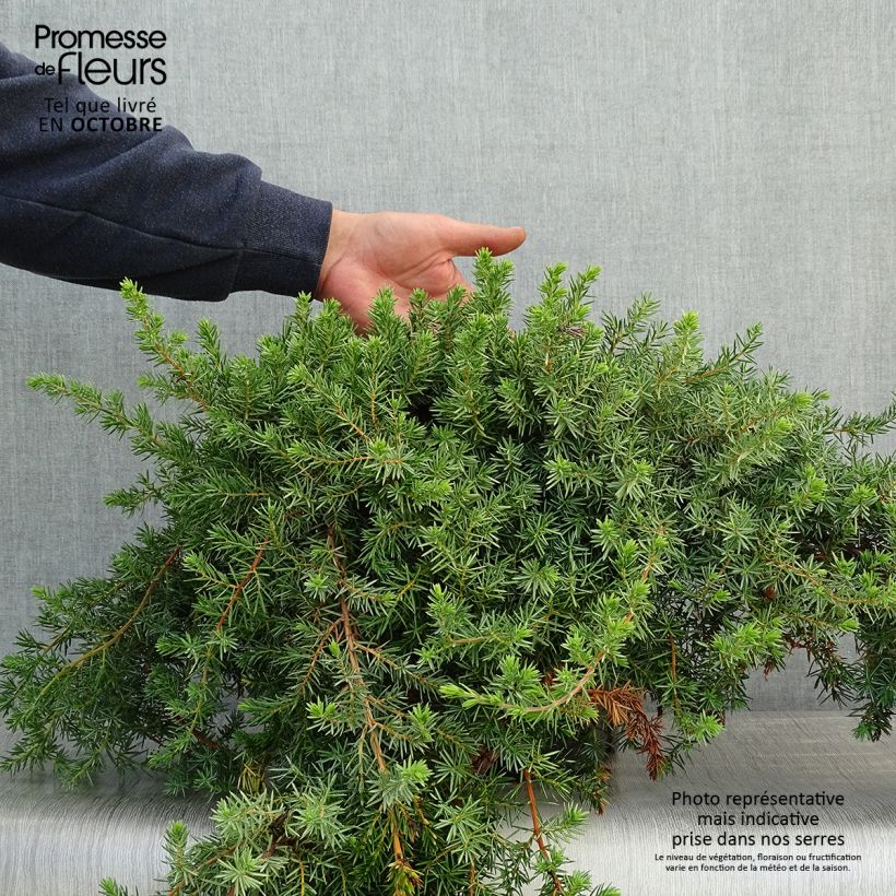Esemplare di Juniperus conferta Blue Pacific - Ginepro Vaso da 7,5L/10L come consegnato in autunno