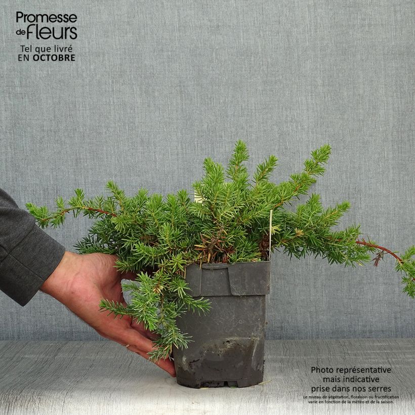 Esemplare di Juniperus conferta Blue Pacific - Ginepro Vaso da 2L/3L come consegnato in autunno