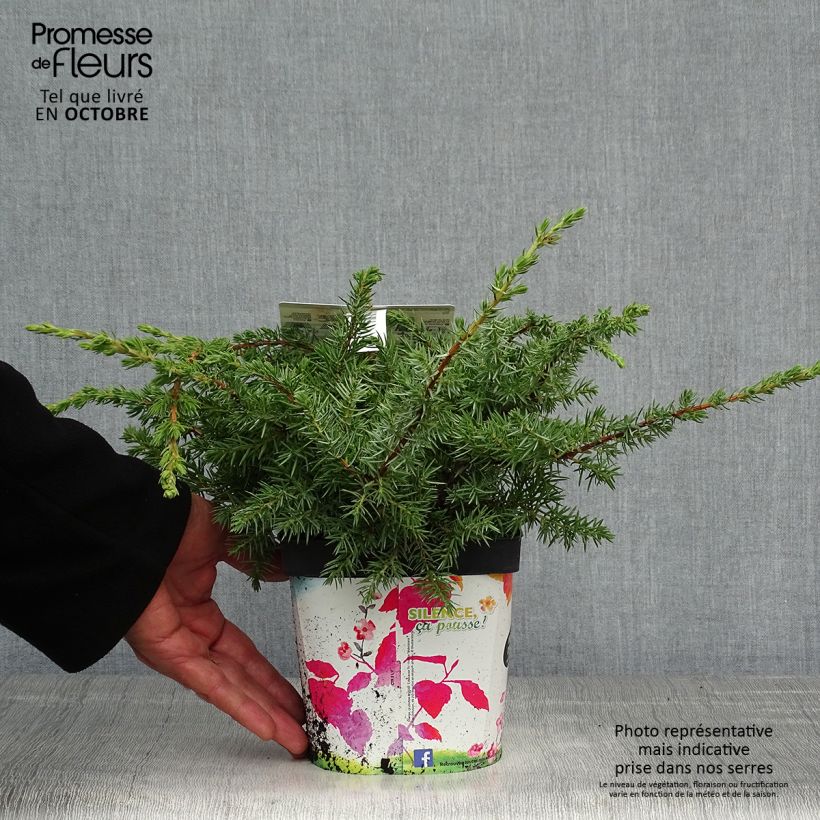 Esemplare di Juniperus conferta Schlager - Ginepro Vaso da 2L/3L come consegnato in autunno