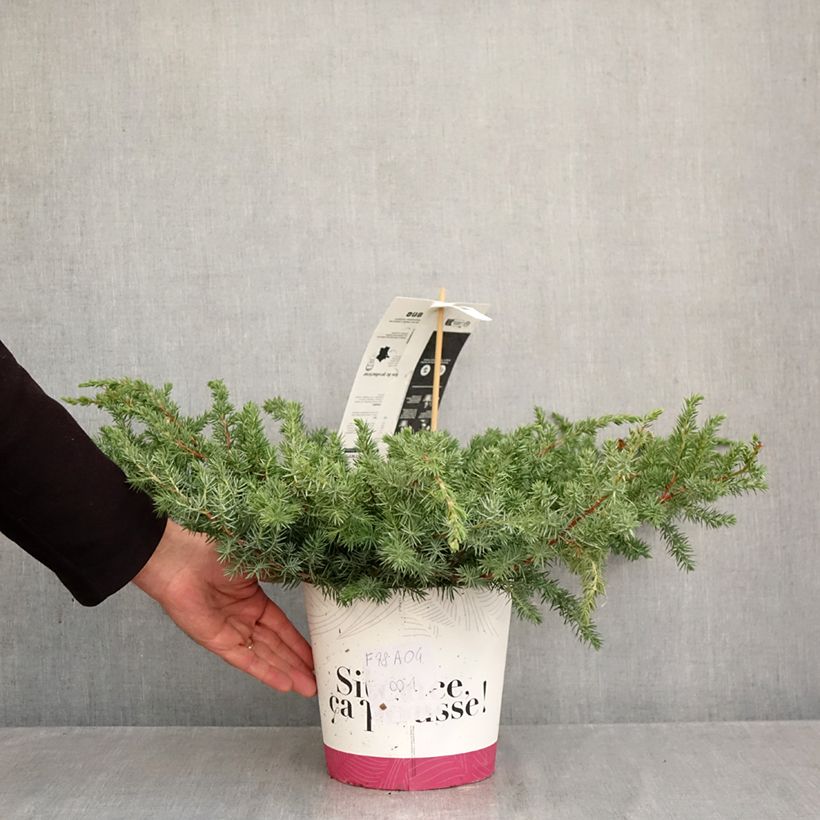Esemplare di Juniperus conferta Schlager - Ginepro Vaso da 4L/5L come consegnato in autunno