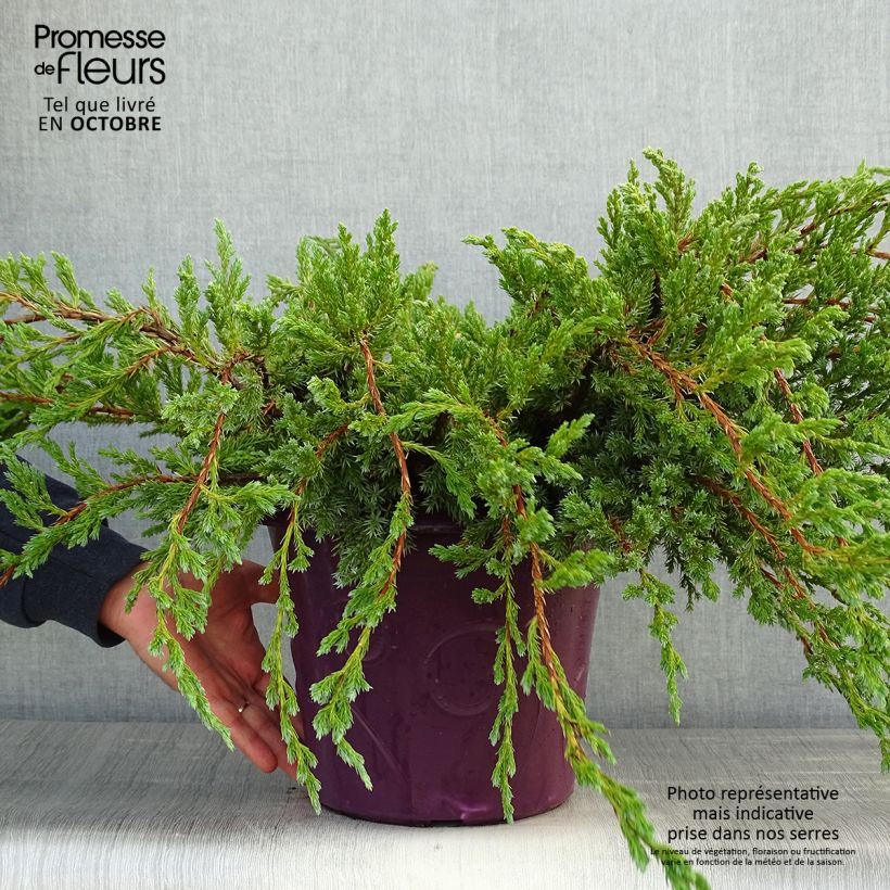 Esemplare di Juniperus squamata Blue Carpet - Ginepro Vaso da 4L/5L come consegnato in autunno