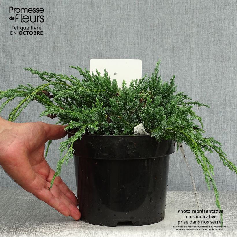 Esemplare di Juniperus squamata Blue Carpet - Ginepro Vaso da 2L/3L come consegnato in autunno