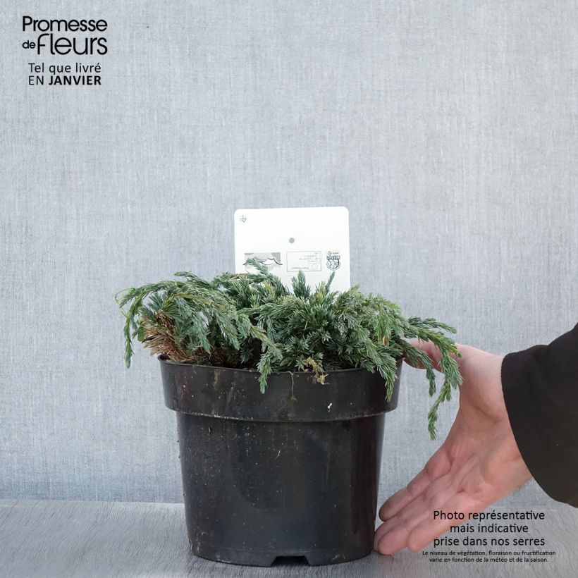 Juniperus squamata Blue Spider - Ginepro Vaso da 2L/3L esemplare consegnato in inverno