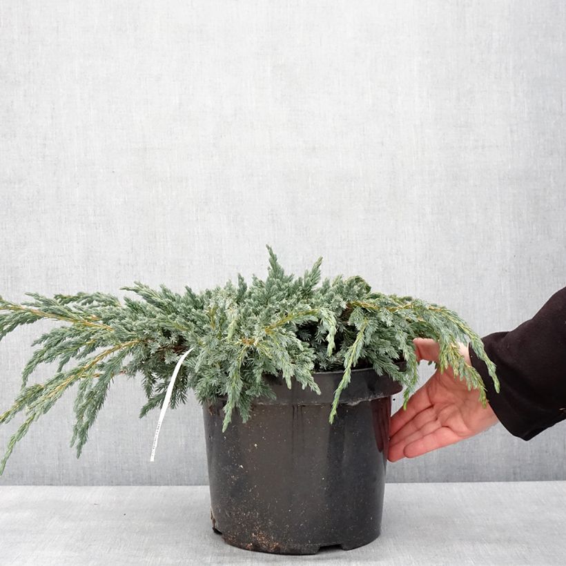 Juniperus squamata Blue Spider - Ginepro Vaso da 7,5L/10L esemplare consegnato in inverno