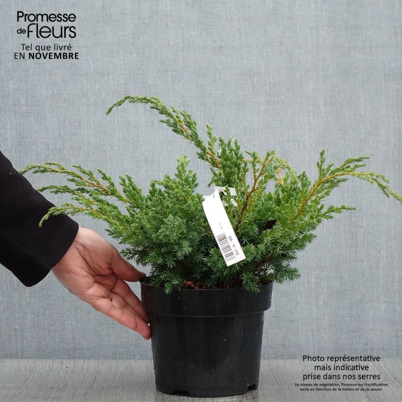 Esemplare di Juniperus squamata Blue Swede - Ginepro Vaso da 2L/3L come consegnato in autunno