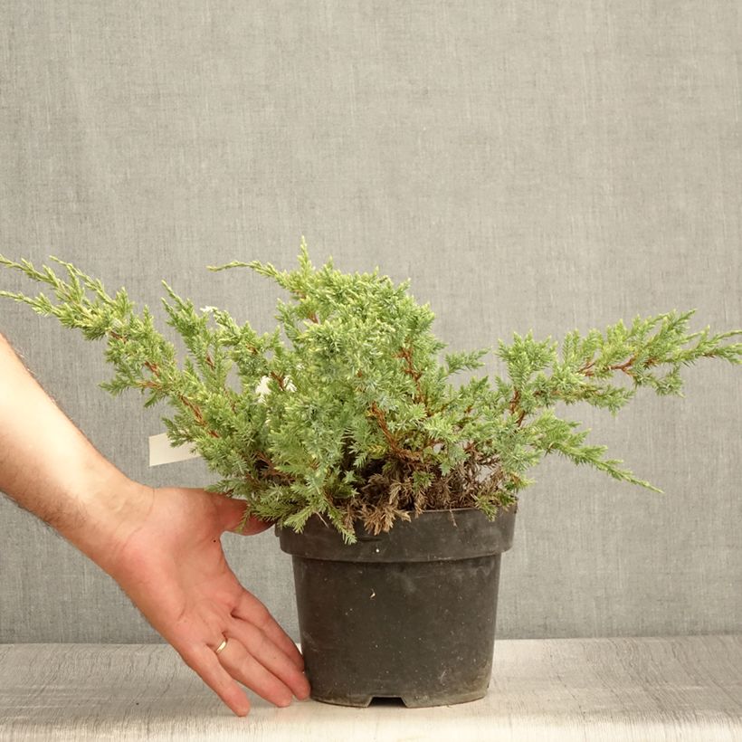 Esemplare di Juniperus squamata Dream Joy - Ginepro Vaso da 2L/3L consegnato in estate