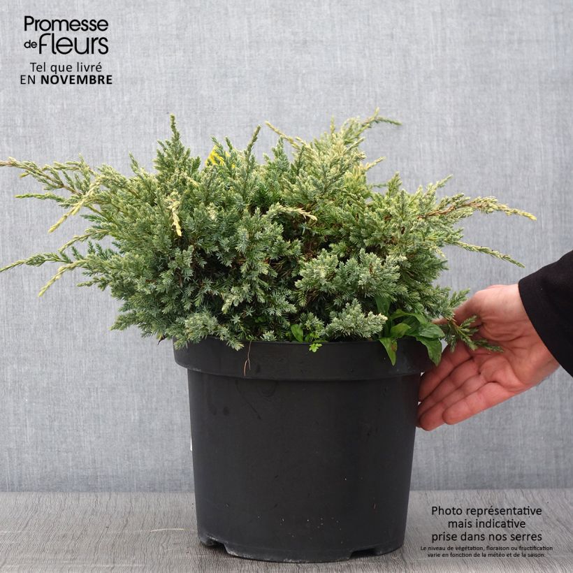 Esemplare di Juniperus squamata Dream Joy - Ginepro Vaso da 7,5L/10L come consegnato in autunno