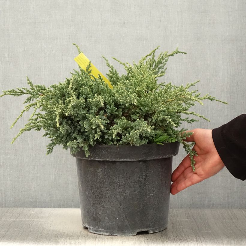Juniperus squamata Dream Joy - Ginepro Vaso da 7,5L/10L esemplare consegnato in primavera