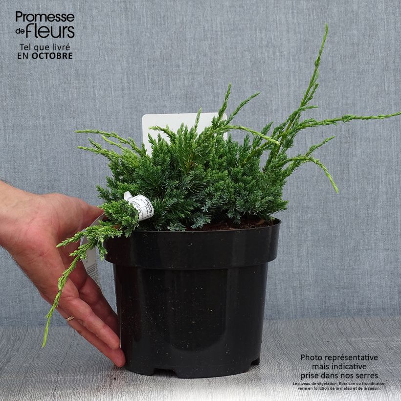 Esemplare di Juniperus squamata Holger - Ginepro Vaso da 2L/3L come consegnato in autunno