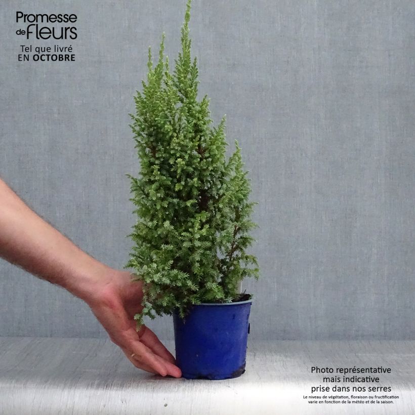 Esemplare di Juniperus squamata Loderi - Ginepro Vaso da 2L/3L come consegnato in autunno