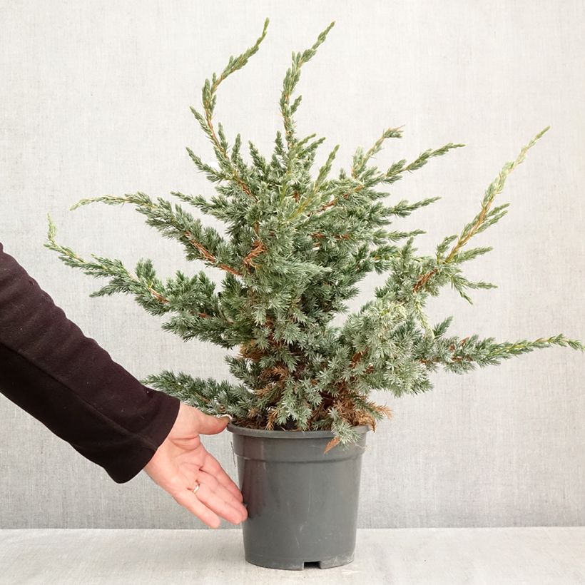 Esemplare di Juniperus squamata Meyeri - Ginepro Vaso da 3L/4L come consegnato in autunno
