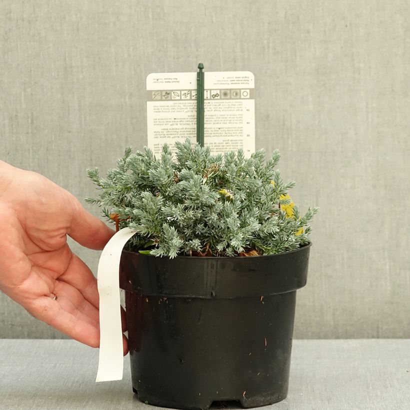 Esemplare di Juniperus squamata Tropical Blue - Ginepro Vaso da 2L/3L come consegnato in autunno