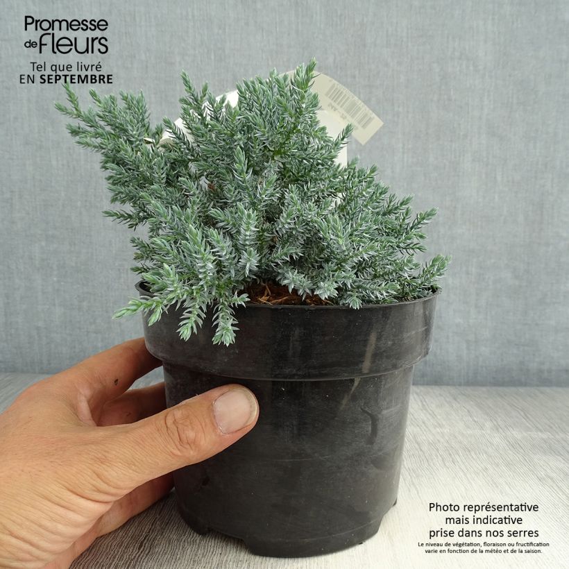 Esemplare di Juniperus squamata Tropical Blue - Ginepro Vaso da 2L/3L consegnato in estate