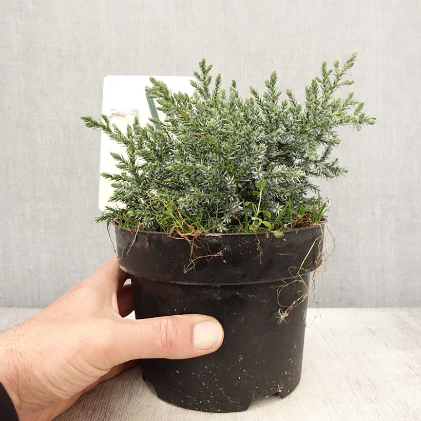Juniperus squamata Tropical Blue - Ginepro Vaso da 2L/3L esemplare consegnato in primavera