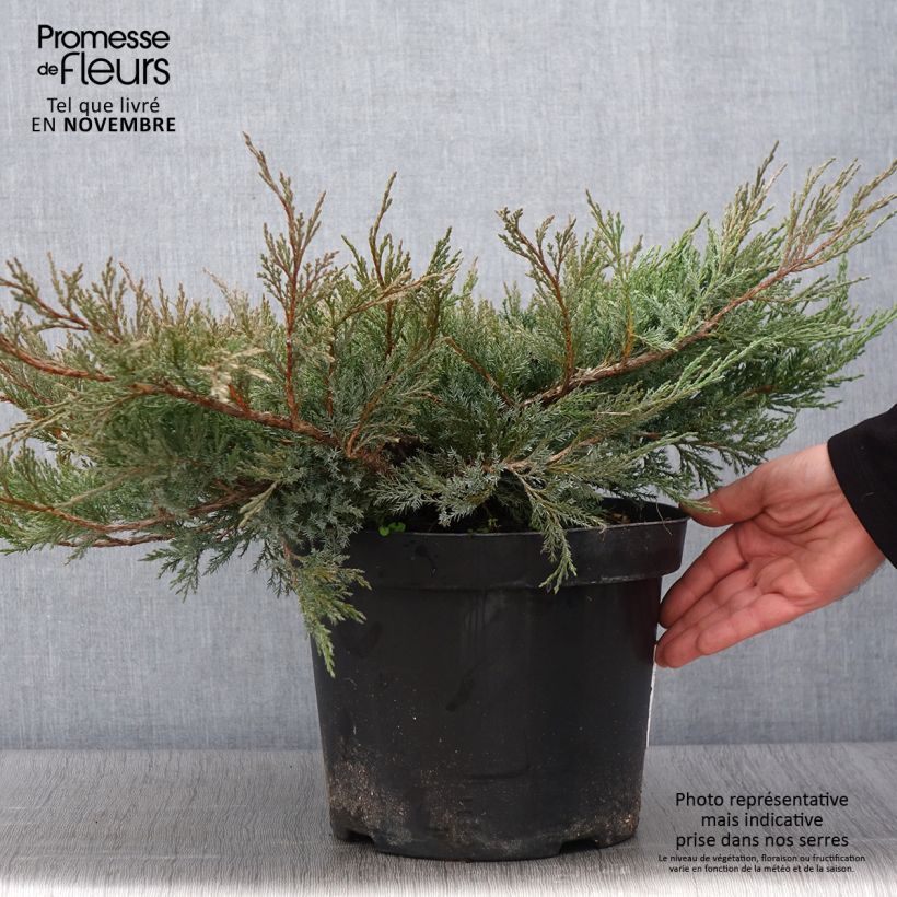 Esemplare di Juniperus horizontalis Agnieszka - Ginepro strisciante Vaso da 7,5L/10L come consegnato in autunno