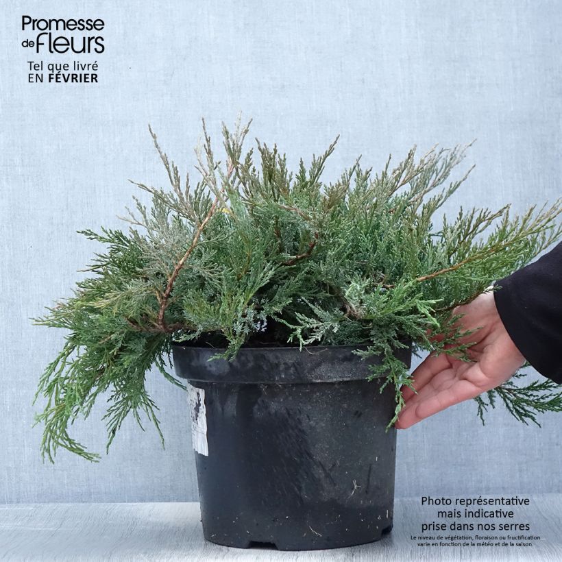 Juniperus horizontalis Agnieszka - Ginepro strisciante Vaso da 7,5L/10L esemplare consegnato in inverno