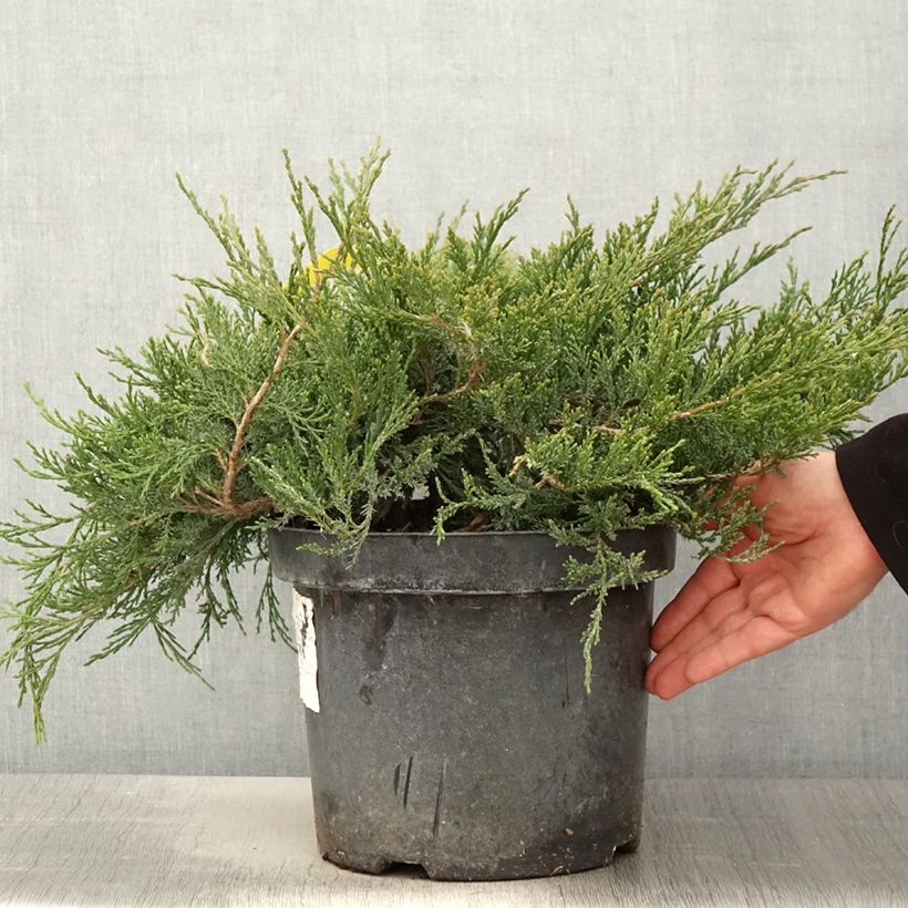 Juniperus horizontalis Agnieszka - Ginepro strisciante Vaso da 7,5L/10L esemplare consegnato in primavera