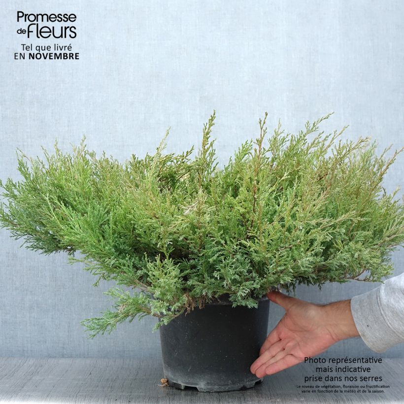 Esemplare di Juniperus horizontalis Andorra Compact - Ginepro strisciante Vaso da 7,5L/10L come consegnato in autunno