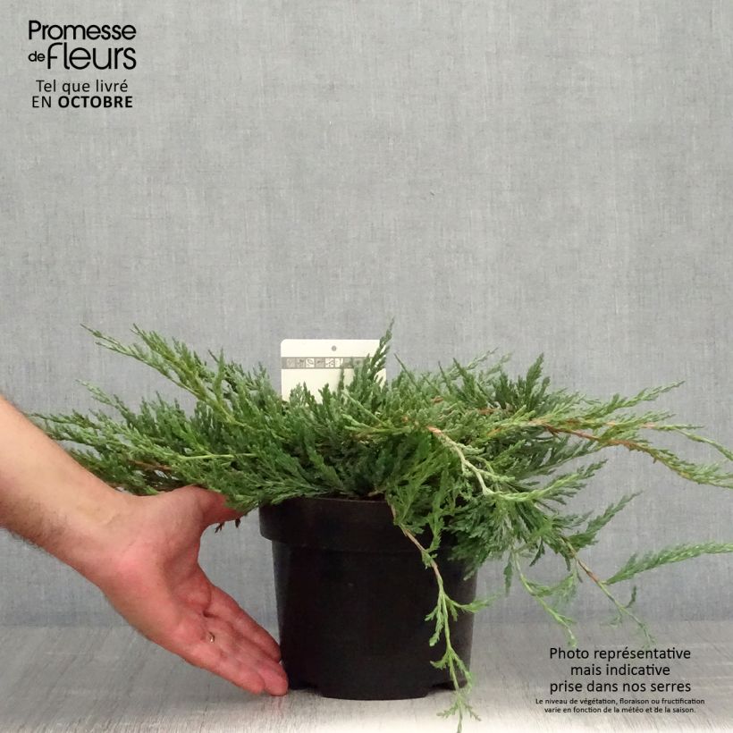 Esemplare di Juniperus horizontalis Jade River - Ginepro strisciante Vaso da 2L/3L come consegnato in autunno