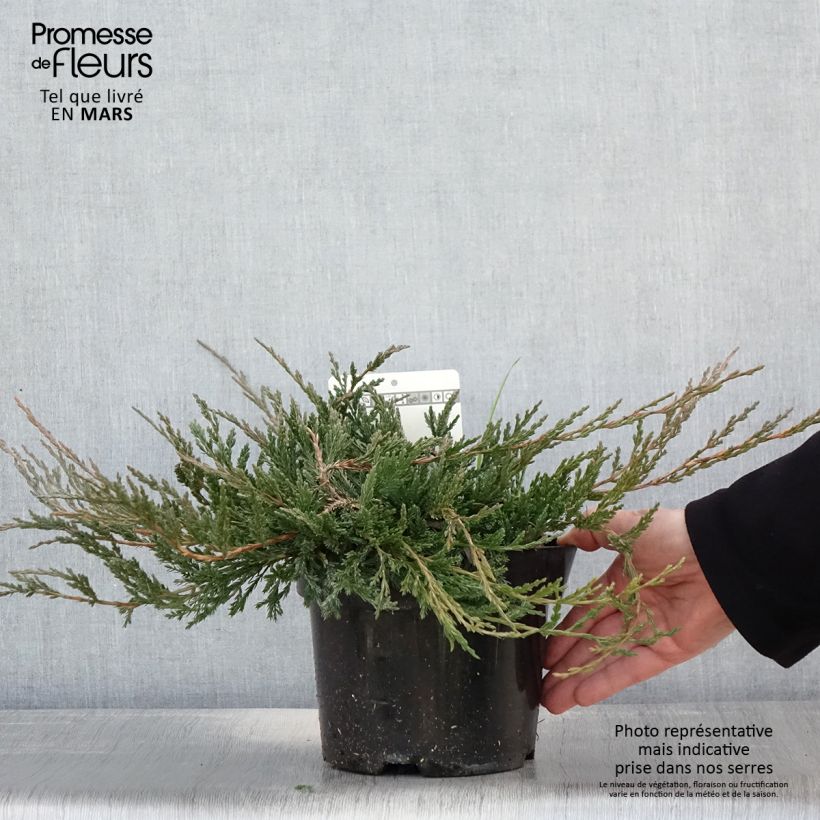 Juniperus horizontalis Jade River - Ginepro strisciante Vaso da 2L/3L esemplare consegnato in primavera