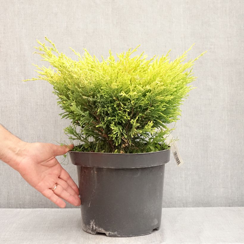 Esemplare di Juniperus horizontalis Limeglow - Ginepro strisciante Vaso da 7,5L/10L consegnato in estate