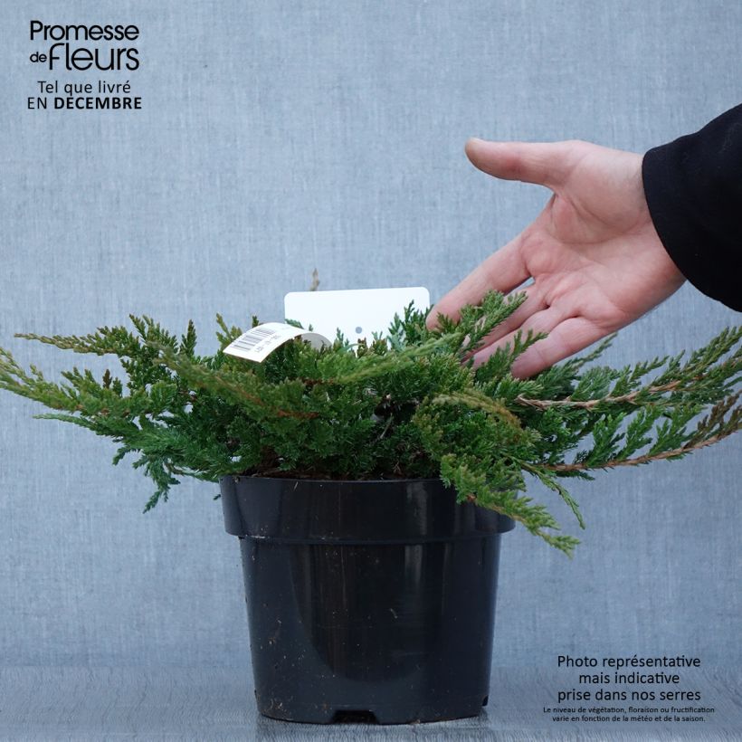 Esemplare di Juniperus horizontalis Prince Of Wales - Ginepro strisciante Vaso da 2L/3L come consegnato in autunno
